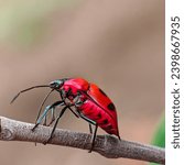 Tectocoris diophthalmus commonly known as the hibiscus harlequin bug or cotton harlequin bug, is the sole member of the genus Tectocoris. It is a brightly colored convex and rounded shield-shaped bug.