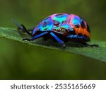 Tectocoris diophthalmus, commonly known as the hibiscus harlequin bug or cotton harlequin bug, is the sole member of the genus Tectocoris and the subfamily Tectocorinae. 