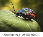 Tectocoris diophthalmus, commonly known as the hibiscus harlequin bug or cotton harlequin bug, is the sole member of the genus Tectocoris and the subfamily Tectocorinae. 