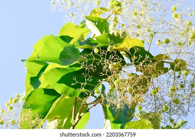 Tectona grandis, Teak or LAMIACEAE or teak plant or teak seed teak and flower on the tree - Shutterstock ID 2203367759