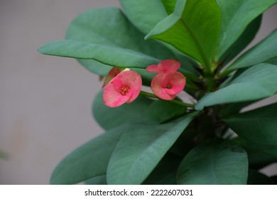 Ted Euphorbia Flower Blooming In The Garden