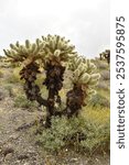 Teddy Bear Cholla Cactus in Arizona Desert