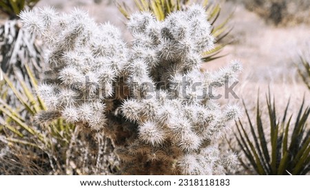 Teddy Bear Cholla Cactus Bush in Joshua Tree National Park Desert in Focus