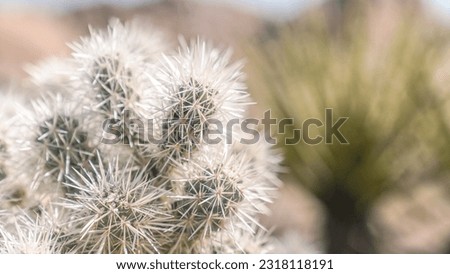 Teddy Bear Cholla Cactus in Joshua Tree National Park Desert