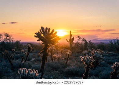 Teddy bear cholla cactus sunset desert landscape