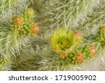 Teddy Bear Cholla (Cylindropuntia Bigelivii) cactus blossoming in the American Desert Southwest. Maricopa County, Arizona