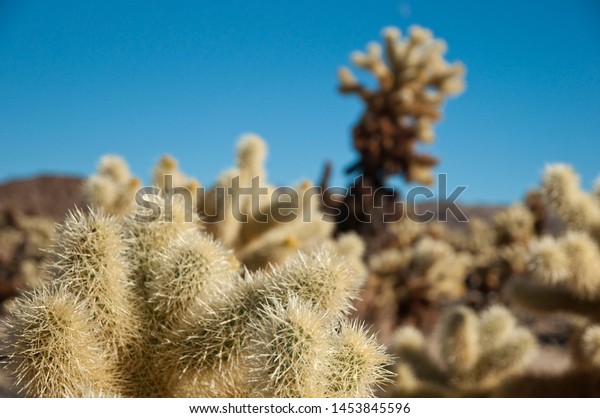 teddy bear cholla injury