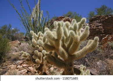 teddy bear cholla injury