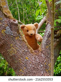 Teddy bear climbing in a tree