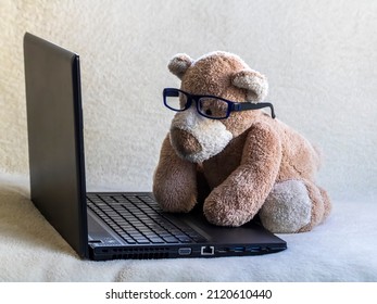 teddy bear eyeglasses