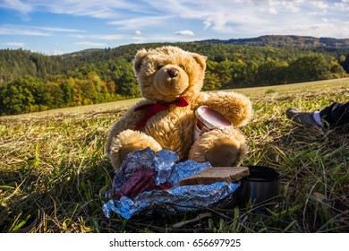 Teddy bear in a field