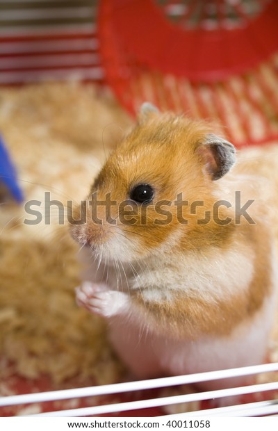 fluffy teddy bear hamster