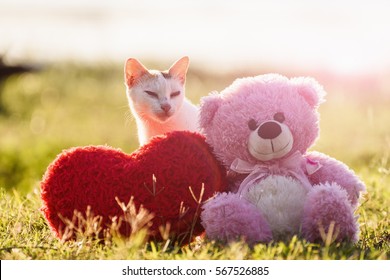 teddy bear and cat