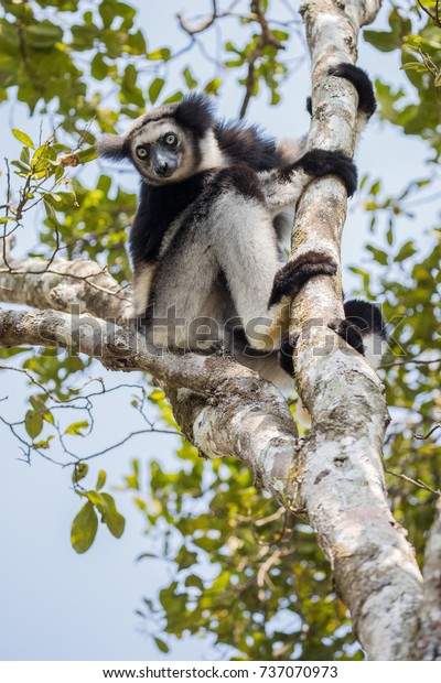 lemur teddy bear