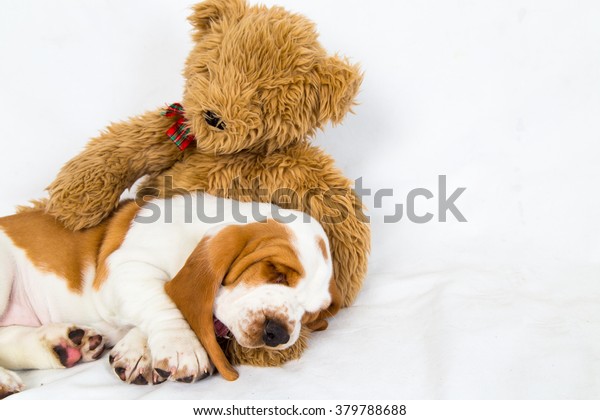 basset hound soft toy