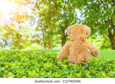 Teddy bear sitting back on the lawn in the garden. The design concept for a green background, teddy bear in the grass.