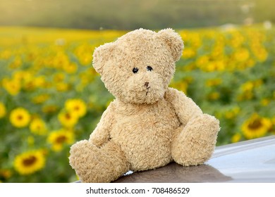 teddy bear holding a sunflower