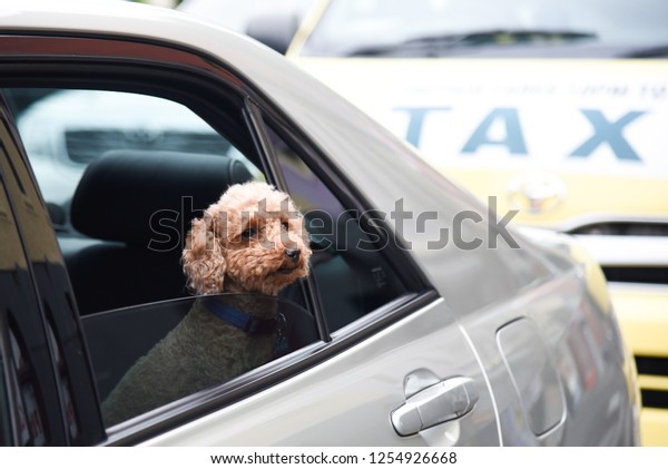 Teddy dog in a\
car