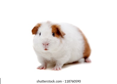 6,265 Black White Guinea Pig Images, Stock Photos & Vectors 