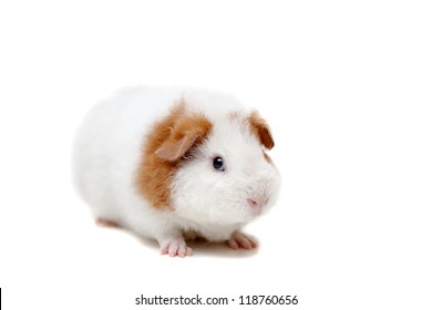 Teddy Guinea Pig Isolated On White Stock Photo 118760656 | Shutterstock