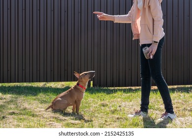 Teen age girl training her miniature bull terrier dog outdoors. puppy during obedience training outdoors, dog training school