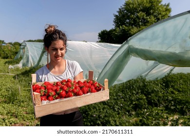 Teen girl farm worker collecting strawberry, working in garden. Teenager farmer with strawberry crop. Smiling girl holding strawberries in garden - Powered by Shutterstock