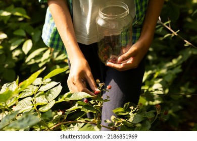 Teen girl (female) collects (picks) red berries (raspberry, blackberry) from the bush in national park forest (wood) and puts them in the glass bottle. Nature.