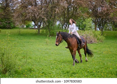 Young Woman Riding Horse Horse Breed Stock Photo (Edit Now) 622395434