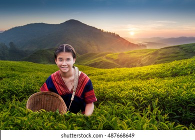 Teen Girl Tea Plantation Malaysia Culture Occupation Concept