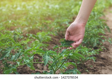 Teen girl touches hands with green plants in the garden. Care of the Environment. Ecology concept - Shutterstock ID 1427378534