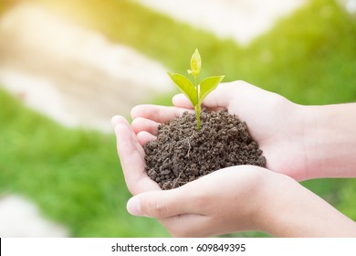 Teen Hands Planting The Seedlings Into The Soil Over Nature Background And Sunlight. Farmer Holding Young Plant, New Life Growth. Ecology, Money Saving, Development Or Business Concept.