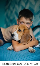 Teenage boy and dog lie on the bed and hug. Cute beagle puppy