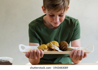 Teenage Boy With Giant Snail Pet. The Child Feeding, Examines And Studies The Snail Achatina. Unusual Pets In Childhood. Natural Snail Slime