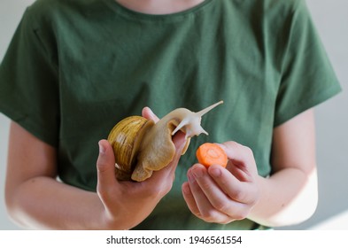 Teenage Boy With Giant Snail Pet, Large Domestic Snail Achatina. The Child Feeding, Examines And Studies The Snail. Unusual Pets In Childhood. Natural Snail Slime