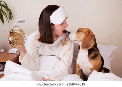 A Teenage Girl And A Beagle Dog Look At Each Other In Surprise. The Girl Has Just Woken Up And Is Sitting In Bed, Holding An Alarm Clock In Her Hands. Woke Up Late, Late For Classes. 