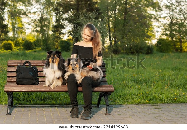 Teenage girl brushing dog with pet hairbrush on\
bench. Care of long haired\
animal