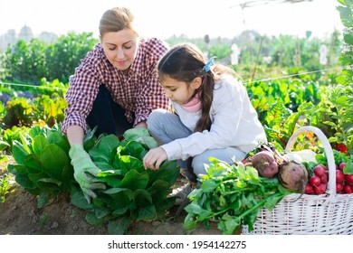 Teenage girl with her mother harvesting fresh green lettuce on a farm field on a sunny spring day - Powered by Shutterstock