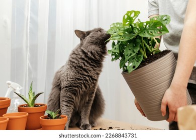 A teenage girl holds a potted home plant monstera in her hands and gives a cat a sniff. Transplanting and caring for plants at home