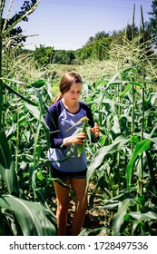 A Teenage Girl Picking Sweet Corn On A Michigan Farm