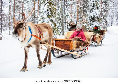 Teenage kids on reindeer safari in winter forest in Lapland Finland