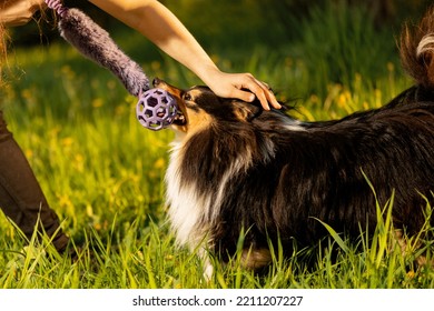 Teenager and dog playing with pet toy on grass - Powered by Shutterstock