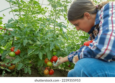 Teenager girl farmer picking organic tomatoes from her garden.People healthy food concept - Powered by Shutterstock