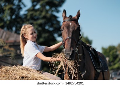 A teenager girl feeds a brown horse outdoor with hay. Summer day. - Powered by Shutterstock