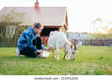 Teenager girl milking goat in farm.