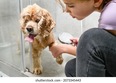 Teenager girl washes paws of american spaniel in shower cabin. - Powered by Shutterstock