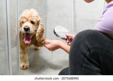 Teenager girl washes paws of american spaniel in shower cabin. Close-up. - Powered by Shutterstock