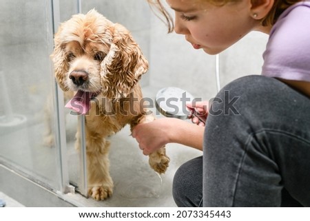 Teenager girl washes paws of american spaniel in shower cabin.