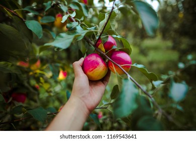 Teenager Hand Picking Apple