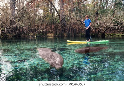 A Teenager On The Paddle Boar Swims Among The Manatees. State Park Of Florida, USA