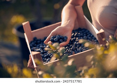 Teenager picking blueberries on a family farm as a summer part-time job. - Powered by Shutterstock